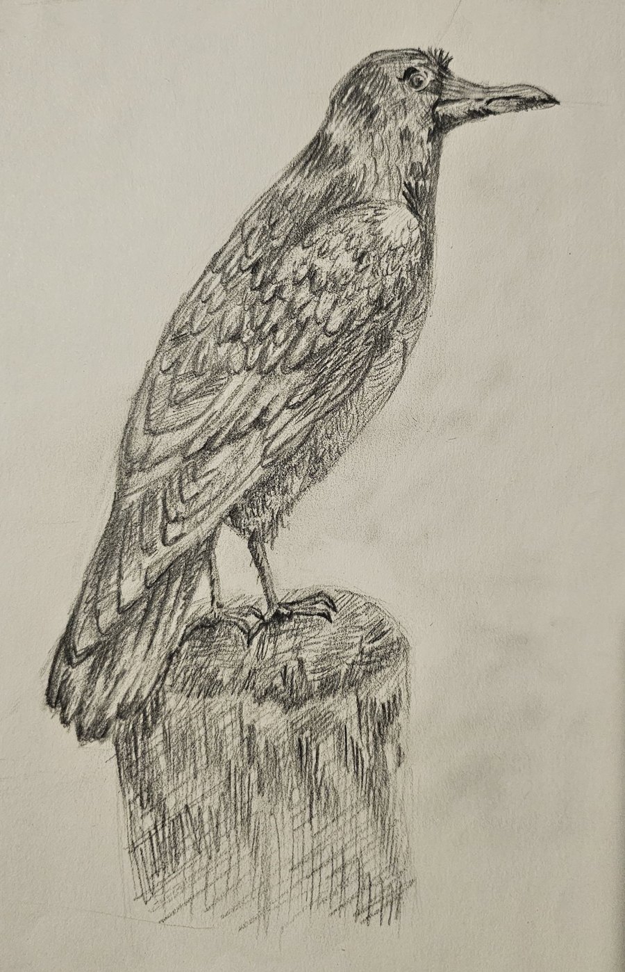 Irina's detailed pencil drawing of a raven perched on a wooden post